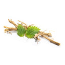 Stinging Nettle Root C/S (Cut & Sifted)