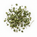 Desmodium Adscendens Herb Cut & Sifted 100g - West African Respiratory Botanical | The Herb House