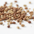 Whole celery seeds on white background