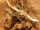 Solomon Seal Root Whole