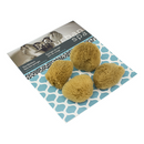 The Fabulous Face Sea Sponges